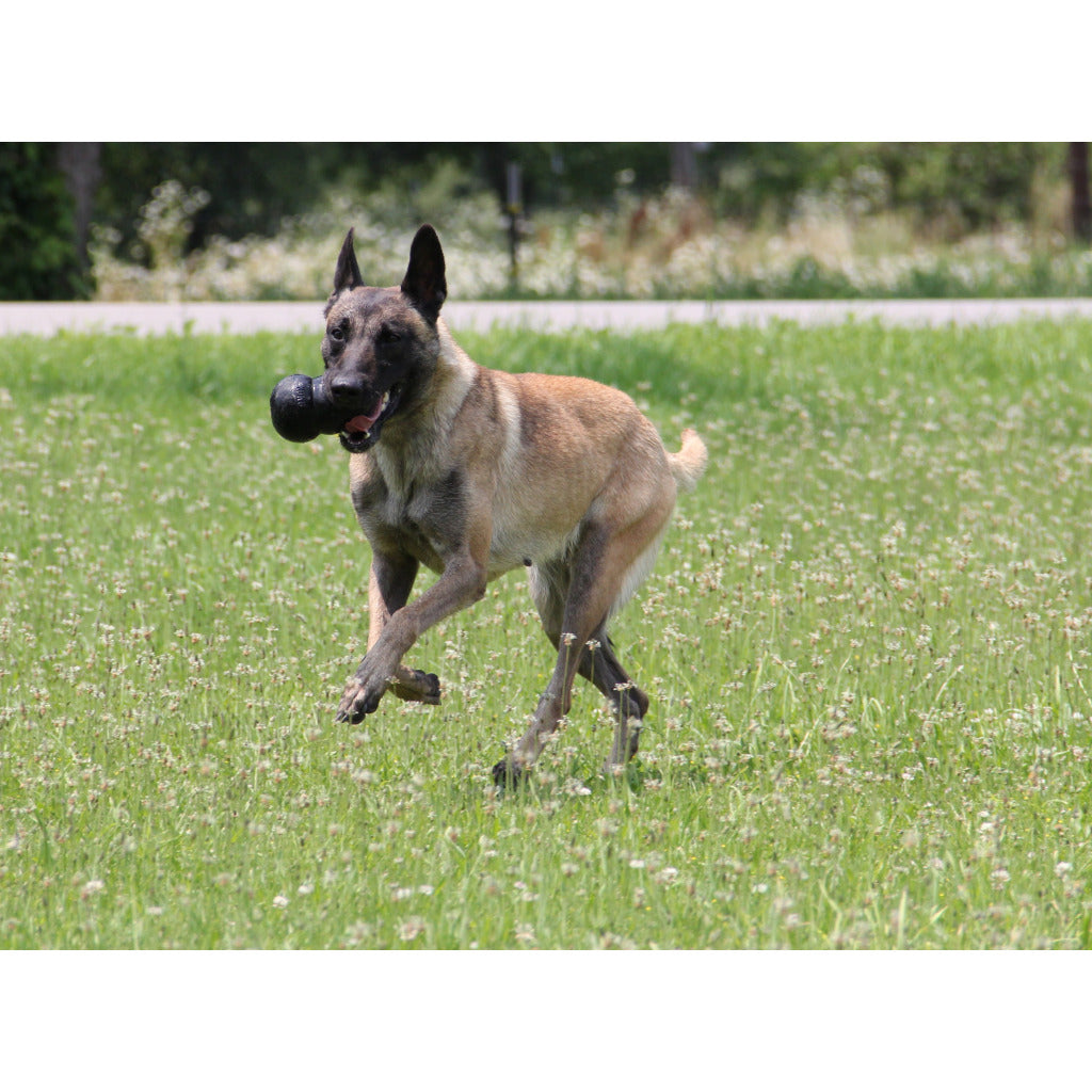 KONG Extreme – Jouet à Mâcher Ultra-Résistant pour Chien