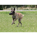KONG Extreme – Jouet à Mâcher Ultra-Résistant pour Chien